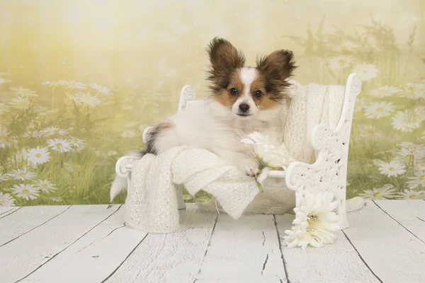 Cute butterfly dog puppy sitting on a doll bench with a flower background