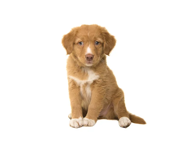 Cute sitting nova scotia duck tolling retriever puppy looking at the camera isolated on a white background — Stock Photo, Image