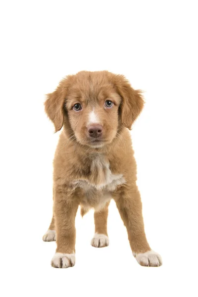 Cute standing nova scotia duck tolling retriever puppy facing the camera seen from the front isolated on a white background — Stock Photo, Image