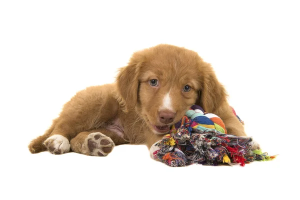 Cute nova scotia duck tolling retriever filhote de cachorro deitado visto do lado de frente para a câmera enquanto mastiga um brinquedo de cão de corda tecido multicolorido — Fotografia de Stock