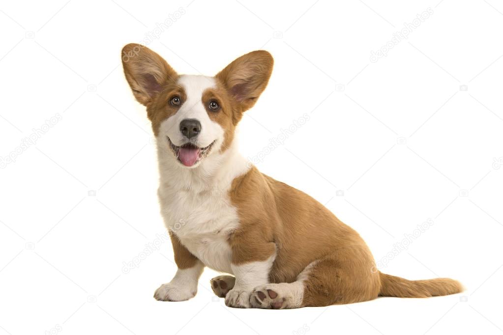 Cute smiling sitting welsh corgi puppy facing the camera isolated on a white background