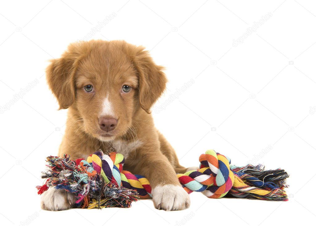 Cute nova scotia duck tolling retriever puppy seen from the front facing the camera lying on the floor holding a multicolored woven rope dog toy