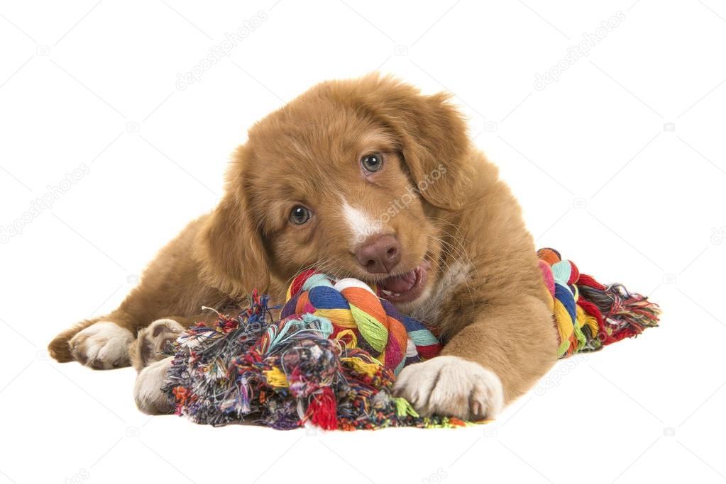 Cute nova scotia duck tolling retriever puppy seen from the front facing the camera lying on the floor chewing on a multicolored woven rope dog toy