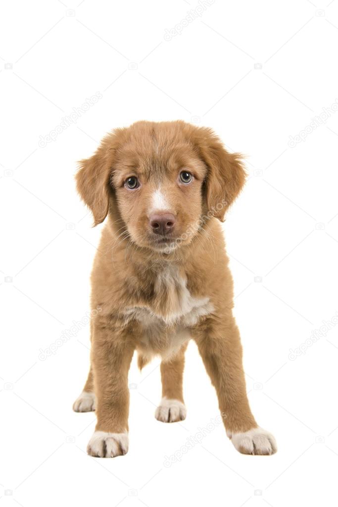 Cute standing nova scotia duck tolling retriever puppy facing the camera seen from the front isolated on a white background