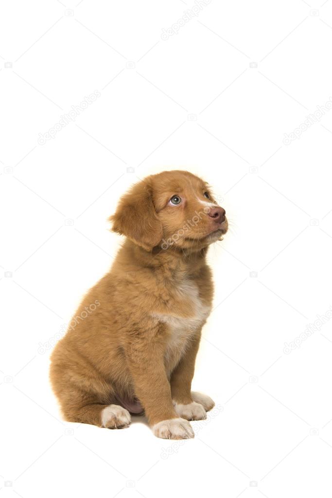 Cute sitting nova scotia duck tolling retriever puppy looking up seen from the side