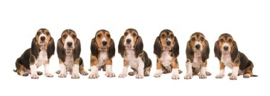 Çöp-in 7 basset artesien beyaz bir arka plan üzerinde yan yana üst üste oturan normand yavru köpekleri izole