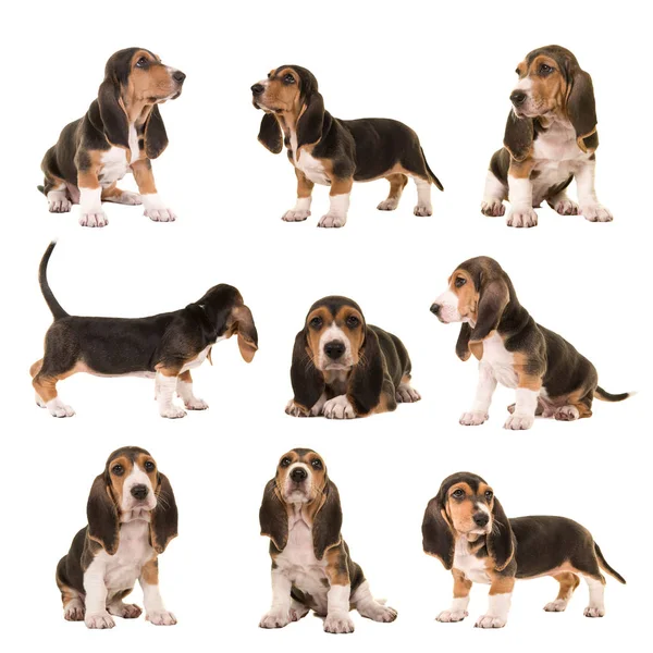 Collage con al tipo de posturas de basset artesien normand cachorros perros sobre un fondo blanco — Foto de Stock