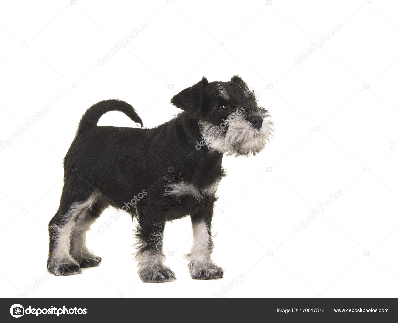 black and white mini schnauzer