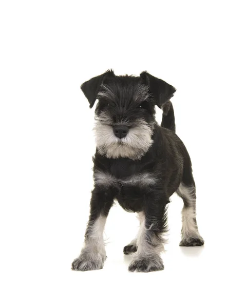 Mini cachorro schnauzer negro y gris de pie visto desde el frente mirando a la cámara aislada sobre un fondo blanco —  Fotos de Stock