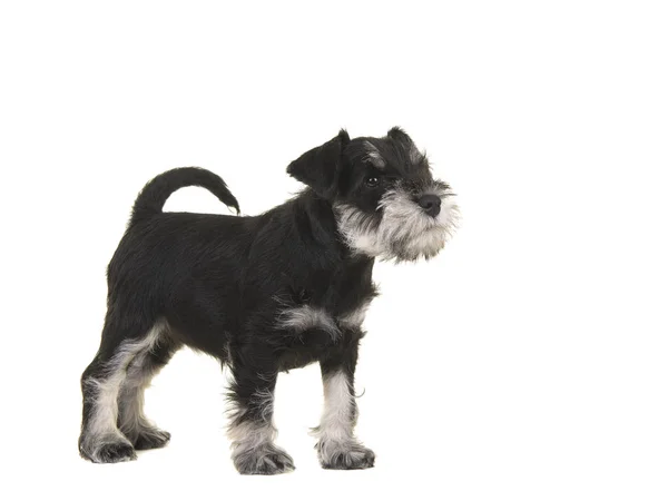 Negro y gris mini cachorro schnauzer de pie visto desde el lado mirando hacia arriba aislado sobre un fondo blanco —  Fotos de Stock