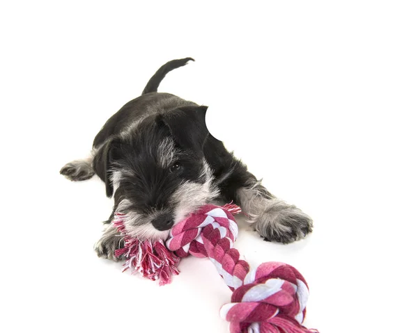 Mini chiot schnauzer noir et gris couché sur le sol tirant sur un jouet de corde tissé rose et blanc isolé sur un fond blanc — Photo