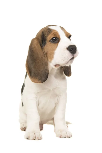 Carino seduto beagle cucciolo cercando il lato destro isolato su uno sfondo bianco — Foto Stock