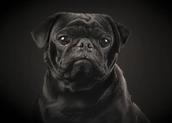 在黑色背景上的黑色的哈巴狗的肖像 — 图库照片