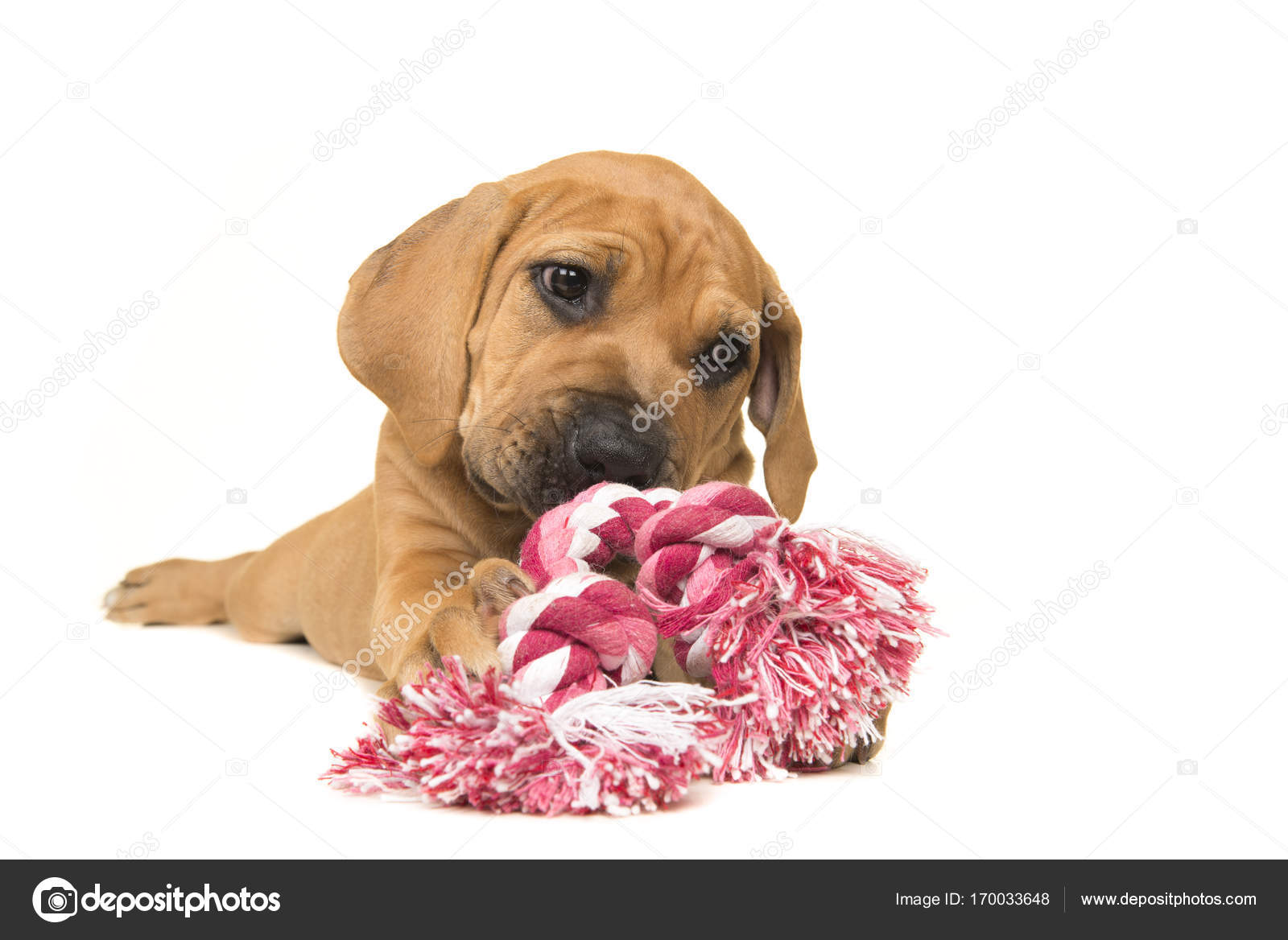 Cute boerboel or South African mastiff puppy lying down chewing on