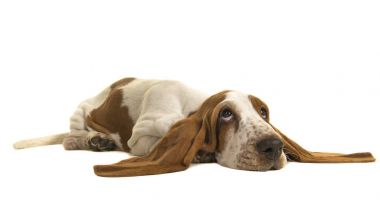 Kulakları düz beyaz bir arka plan üzerinde izole yerdeki zemin üzerinde uzanmış İngilizce basset tazı köpek yavrusu