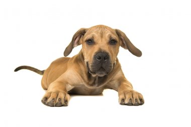 Sevimli boerboel veya aşağı yalan ve ön görülen beyaz bir arka plan üzerinde kamera karşı karşıya kuyruk Güney Afrikalı mastiff genç kadın köpekle