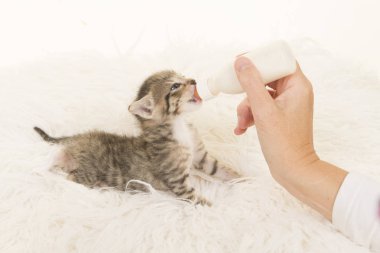 Üç hafta bir şişe süt beyaz yalan ile el olmak eski tabby yavru kedi beslenen arka taraftan görüldü kürk