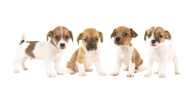 Çöp-in dört jack russel terrier yavru köpekleri beyaz bir arka plan üzerinde izole