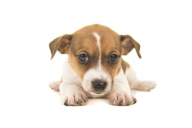 Jack russel terrier köpek yavrusu beyaz bir arka plan üzerinde izole kamera karşı karşıya ön görülen yerde yatan şirin kahverengi ve beyaz