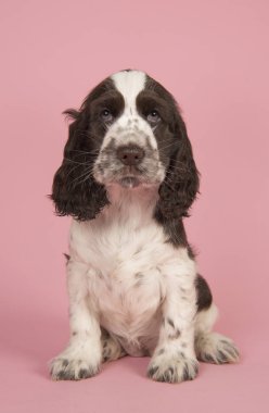 Pembe bir arka plan üzerinde oturan tatlı çikolata ve beyaz İngiliz cocker spaniel köpek yavrusu