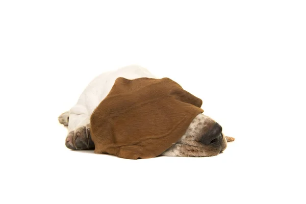 Basset cachorro cão dormindo com orelha sobre seus olhos em um fundo branco — Fotografia de Stock