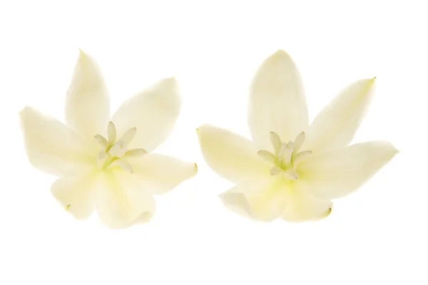 Duas flores de iúca isoladas em um fundo branco — Fotografia de Stock