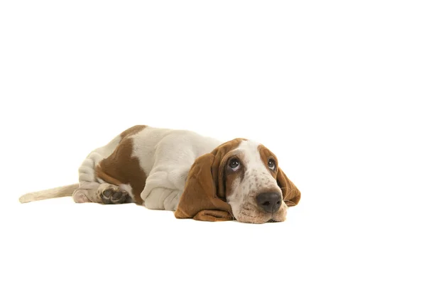 Inglês basset hound filhote de cachorro deitado no chão olhando para cima isolado em um fundo branco — Fotografia de Stock