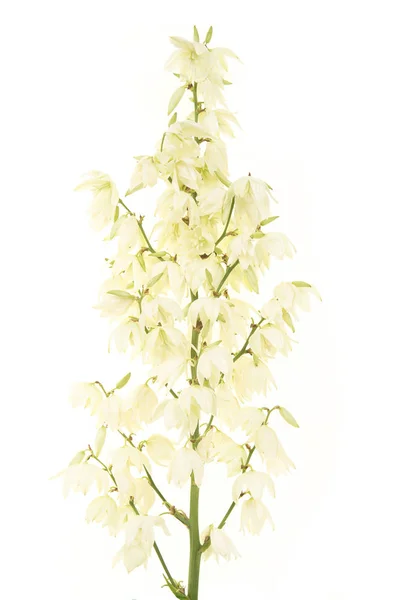 Haste flor Yucca isolado em um fundo branco — Fotografia de Stock