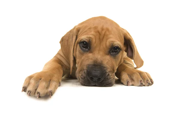 Bonito boerboel ou cachorro mastim sul-africano visto da frente deitado com a cabeça no chão e voltado para a câmera em um fundo branco — Fotografia de Stock