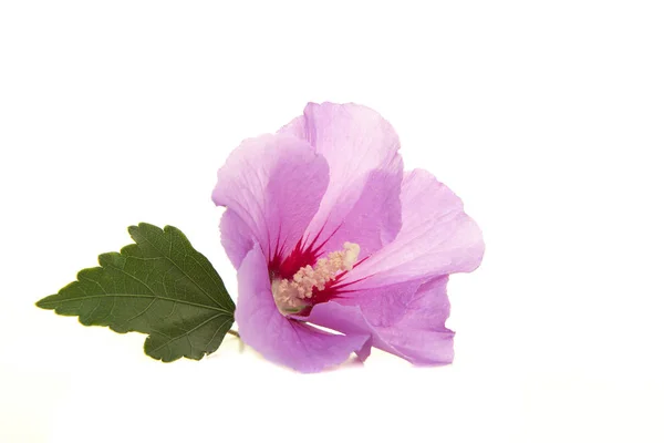 Única flor de hibisco rosa com folha isolada em um fundo branco — Fotografia de Stock