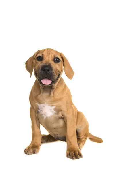 Bonito Boerboel Cachorro Mastim Sul Africano Sentado Frente Para Câmera — Fotografia de Stock