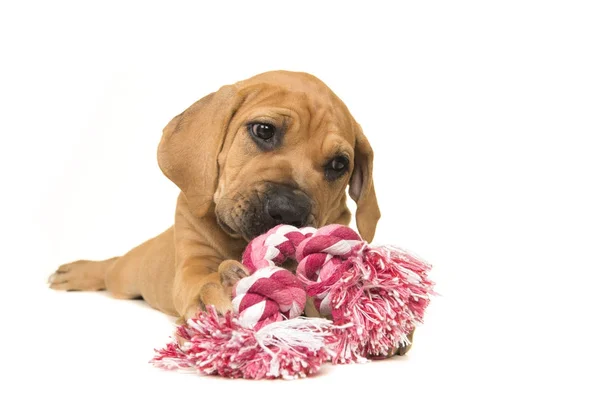 Lindo boerboel o perrito mastín sudafricano acostado masticando un juguete de cuerda tejida rosa y blanca sobre un fondo blanco — Foto de Stock