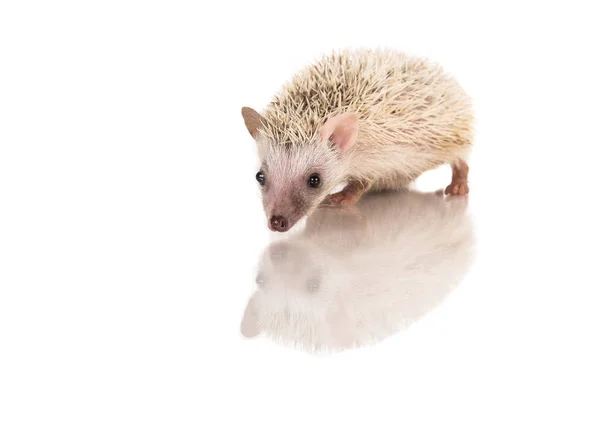 Baby afrikanska Pygmy igelkott på en vit bakgrund med dess reflektion — Stockfoto