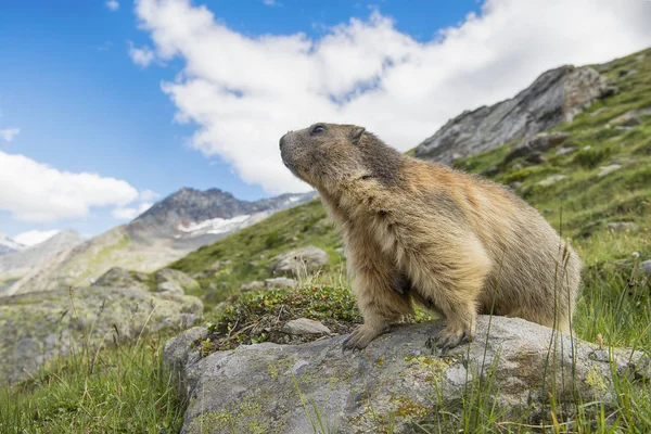 Orgogliosa marmotta alpina sullo sguardo fuori in piedi su una pietra che guarda oltre le montagne — Foto Stock