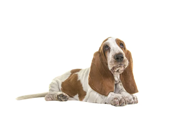 Inglese basset hound cucciolo sdraiato visto dal lato isolato su uno sfondo bianco — Foto Stock