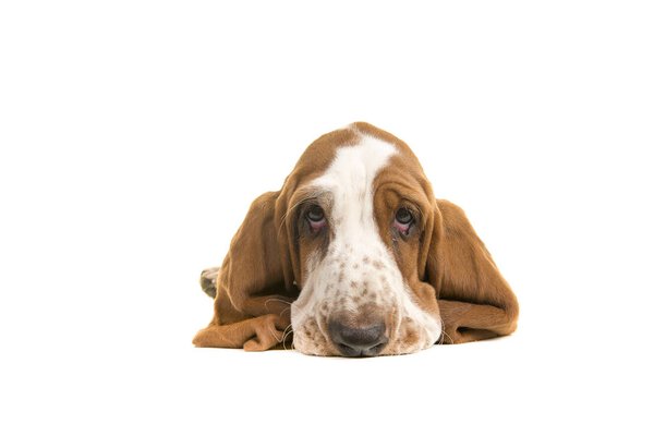 Cute sad looking english basset hound puppy portrait lying on the floor seen from the front with its ears folder underneath him on a white background