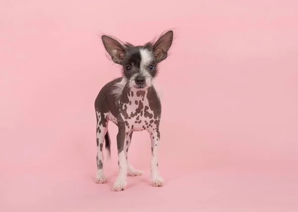 Schattige chinese crested puppy hond staande op een roze achtergrond — Stockfoto