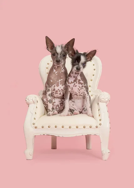 Deux mignons chiots à crête naket assis sur une chaise baroque blanche sur un fond rose — Photo