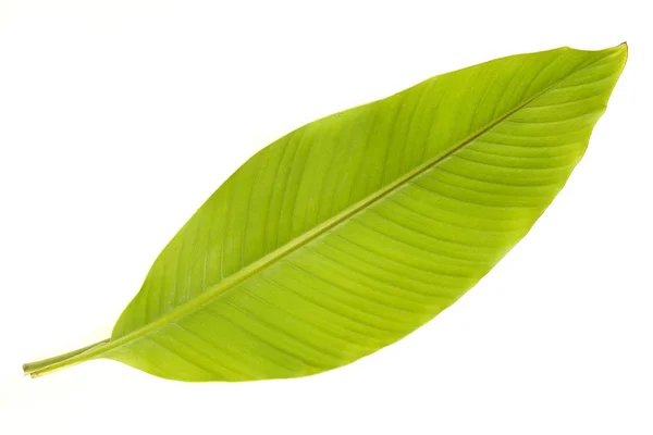Banan drzewo liść na białym tle na białym tle — Zdjęcie stockowe