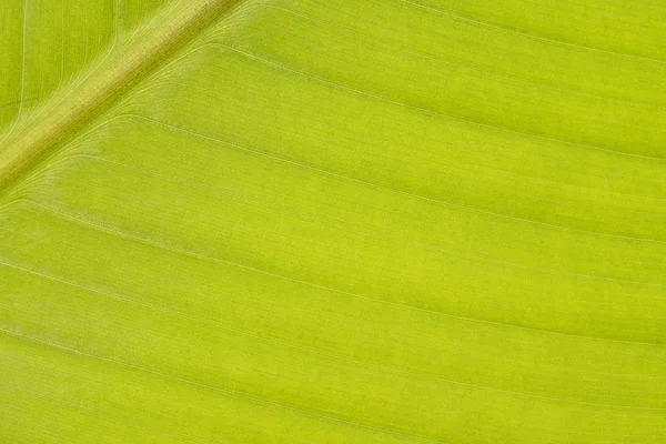 Extreme Nahaufnahme eines Bananenbaumblattes — Stockfoto