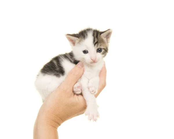 Mano singola che tiene un gatto bambino di tre settimane su uno sfondo bianco visto da un lato — Foto Stock