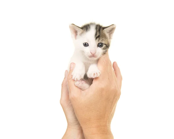 Mani che tengono un gatto bambino di tre settimane su uno sfondo bianco — Foto Stock