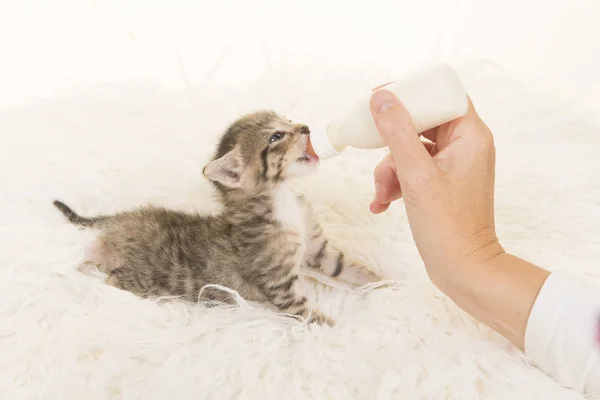 Üç hafta bir şişe süt beyaz yalan ile el olmak eski tabby yavru kedi beslenen arka taraftan görüldü kürk