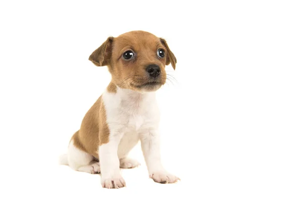 Bonito marrom e branco jack russel terrier filhote de cachorro sentado isolado em um fundo branco — Fotografia de Stock