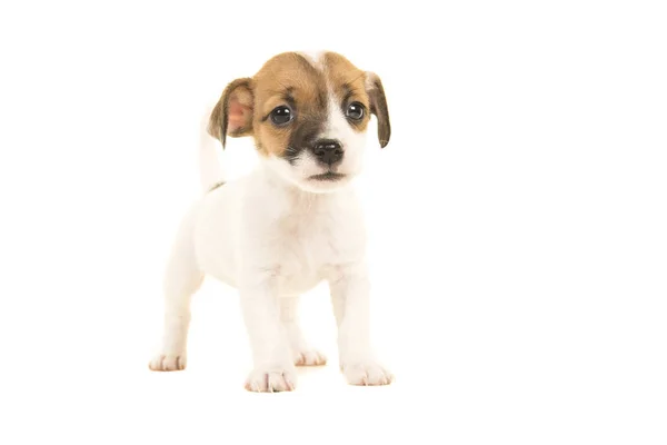 Cute brown and white jack russel terrier puppy  seen from the front facing the camera standing isolated on a white background — Stock Photo, Image