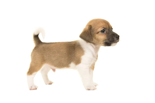 Mignon chiot terrier roussâtre brun et blanc vu du côté isolé sur un fond blanc — Photo