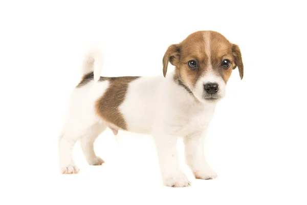 Cute brown and white jack russel terrier puppy seen from the side standing and facing the camera isolated on a white background — Stock Photo, Image