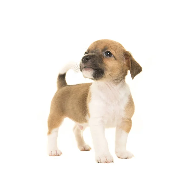 Lindo marrón y blanco jack russel terrier cachorro visto desde el frente mirando de pie aislado sobre un fondo blanco — Foto de Stock