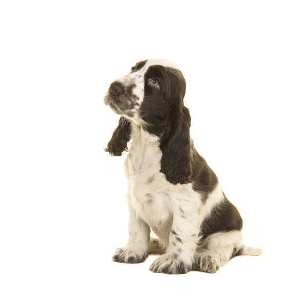 Cute sitting white and chocolate brown cocker spaniel puppy dog looking up isolated on a white background — Stock Photo, Image