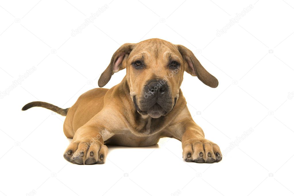 Cute boerboel or South African mastiff young female dog with tail lying down and facing the camera on a white background seen from the front